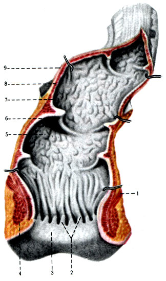 258. Прямая кишка вскрыта (по Р. Д. Синельникову). 1 - m. levator ani; 2 - columnae anales; 3 - zona hemorrhoidalis; 4 - m. sphincter ani externus; 5 - ampulla recti; 6 - plicae transversales; 7 - tunica mucosa; 8 - tunica muscularis; 9 - peritoneum
