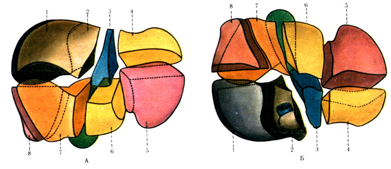 265. Форма восьми сегментов печени (по Couinaud). А - вид с диафрагмальной поверхности; Б - вид с висцеральной поверхности