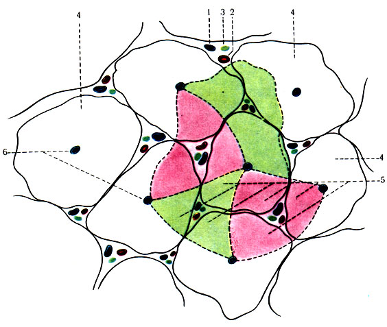 268. Схематическое изображение долек и ацинусов печени. 1 - междольковая ветвь воротной вены; 2 - междольковая артерия; 3 - междольковый желчный проток; 4 - долька; 5 - ацинусы; 6 - центральные вены долек