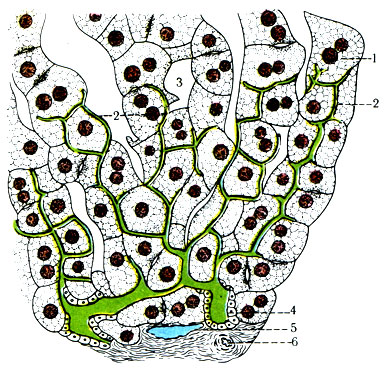 269. Схема строения желчных капилляров. 1 - печеночная клетка; 2 - желчные капилляры; 3 - синусоиды; 4 - междольковый желчный проток; 5 - междольковая вена; 6 - междольковая артерия