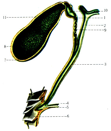 270. Желчный пузырь и вскрытые желчные протоки (по Р. Д. Синельникову). 1 - ductus cysticus; 2 - ductus hepaticus communis; 3 - ductus choledochus; 4 - ductus pancreaticus; 5 - ampulla hepatopancreatica; 6 - duodenum; 7 - fundus vesicae fellae; 8 - plicae tunicae mucosae vesicae fellae; 9 - plica spiralis; 10 - collum vesisae fellae