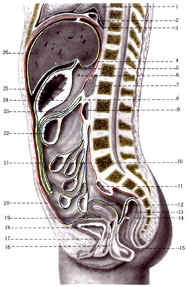 275. Расположение висцерального (зеленая линия) и париетального (красная линия) листков брюшины на сагиттальном разрезе женщины. 1 - pulmo; 2 - phrenicus; 3 - lig. coronarium hepatis; 4 - recessus superior omentalis; 5 - lig. hepatogastricum; 6 - for. epiploicum; 7 - pancreas; 8 - radix mesenterii; 9 - duadenum; 10 - jejunum; 11 - colon sigmoideum; 12 - corpus uteri; 13 - rectum; 14 - excavatio rectouterina; 15 - anus; 16 - vagina; 17 - urethra; 18 - vesica urinaria; 19 - excavatio vesicouterina; 20 - peritoneum parietalis; 21 - omentum majus; 22 - colon transversum; 23 - mesocolon; 24 - bursa omentalis; 25 - ventriculus; 26 - hepar