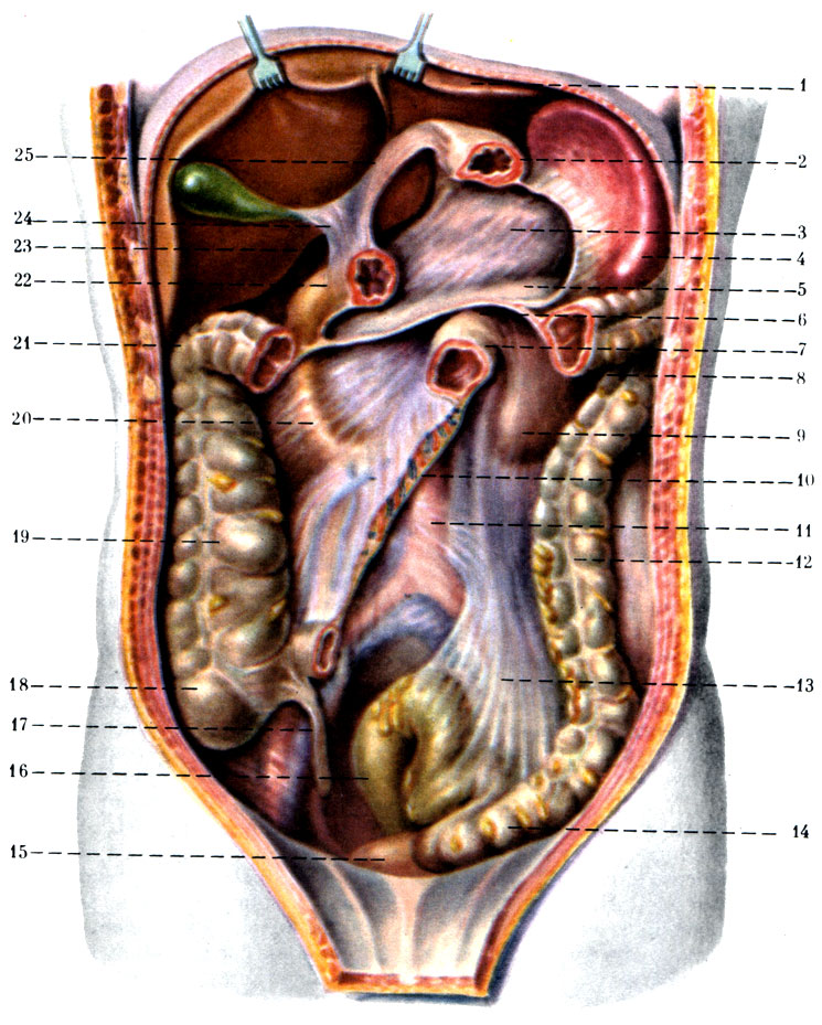 276. Топография брюшины верхнего, среднего и нижнего этажей брюшинной полости. 1 - lobus hepatis sinister; 2 - ventriculus; 3 - pancreas; 4 - lien; 5 - bursa omentalis; 6 - mesocolon transversum; 7 - flexura duodenojejunalis; 8 - colon transversum; 9 - ren sinister; 10 - radix mesenterii; 11 - aorta; 12 - colon descendens; 13 - mesocolon sigmoideum; 14 - colon sigmoideum; 15 - vesica urinaria; 16 - rectum; 17 - appendix vermiformis; 18 - cecum; 19 - colon ascendens; 20 - duodenum; 21 - flexura coli dextra; 22 - pylorus; 23 - for. epiploicum; 24 - lig. hepatoduodenal; 25 - lig. hepatogastricum