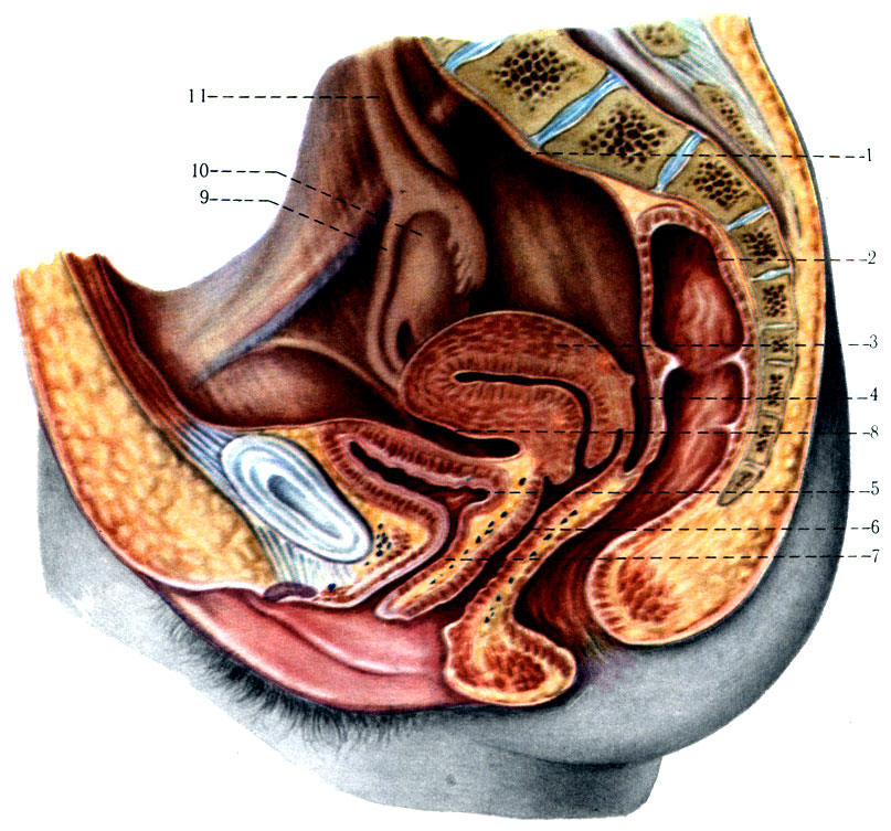 280. Отношение брюшины малого таза на сагиттальном распиле у женщины (схема). 1 - peritoneum parietale; 2 - rectum; 3 - uterus; 4 - excavatio rectouterina; 5 - vesica urinaria; 6 - vagina; 7 - urethra; 8 - excavatio vesicouterina; 9 - tuba uterina; 10 - ovarium; 11 - lig. suspensorium ovarii