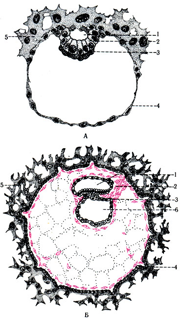 281. Схематическое изображение на 8-м дне развития эмбриона, в процессе которых закладываются органы и полости тела (по Charting-Rokk). А: 1 - полость амниона; 2 - клетки эктодермы; 3 - клетки энтодермы; 4 - трофоэктодерма; 5 - трофобласт; Б - эмбрион на 14-м дне развития (по Peters): 6 - полость желточного мешка