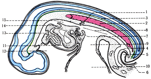 282. Сагиттальный разрез эмбриона человека 4 нед. развития, показывающий формирование пищеварительной системы (по Петтену). 1 - поджелудочная железа; 2 - дорсальная аорта; 3 - хорда; 4 - аллантоис; 5 - клоака; 6 - листок оболочки амниотического мешка; 7 - печень; 8 - кишечная трубка; 9 - желточный стебелек, соединяющий кишечную трубку с внебрюшинной частью желточного мешка; 10 - остаток желточного мешка; 11 - сердце; 12 - ротовая бухта; 13 - зачаток щитовидной железы; 14 - зачаток легких; 15 - желудок