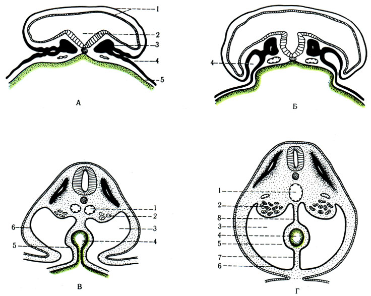 283. Схематическое изображение поперечных срезов, показывающее процесс формирования кишки эмбриона, отделение внутризародышевой полости тела от внезародышевой и развитие первичных брыжеек. А, Б: 1 - соматоплевра (зачаток для париетального листка брюшины амниона); 2 - нервный желобок; 3 - сомит; 4 - внутризародышевая брюшинная полость (celoma); 5 - спланхноплевра (зачаток для висцеральной брюшины) желточного пузыря. В, Г; 1 - дорсальная аорта; 2 - мезонефроз; 3 - внутризародышевая полость; 4 - кишка; 5 - спланхноплевра; 6 - соматоплевра; 7 - вентральная брыжейка; 8 - дорсальная брыжейка