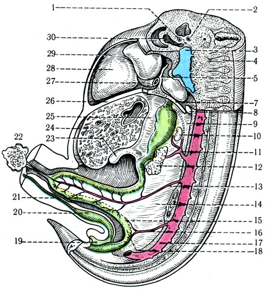 284. Латеральный разрез 6-не-дельного эмбриона, показывающий расположение внутренних органов и брыжеек (по Петтену). 1 - трахея; 2 - пищевод; 3 - левая передняя сердечная вена; 4 - спинномозговой узел; 5 - плевроперикардиальная складка; 6 - диафрагмальный нерв; 7 - плевробрюшинная складка; 8 - плевральное отверстие; 9 - дорсальная брыжейка желудка; 10 - селезенка; 11 - чревная артерия; 12 - поджелудочная железа; 13 - верхняя брыжеечная артерия; 14 - брыжейка тонкой кишки; 15 - брыжейка толстой кишки; 16 - нижняя брыжеечная артерия; 17 - аорта; 18 - толстая кишка; 19 - клоака; 20 - аллантоис; 21 - слепая кишка; 22 - остаток желточного мешка; 23 - желчный пузырь; 24 - серповидная связка; 25 - вентральная брыжейка желудка; 26 - поперечная перегородка (зачаток диафрагмы); 27 - левый проток Кювье; 28 - левый желудочек; 29 - околосердечная полость; 30 - артериальный ствол