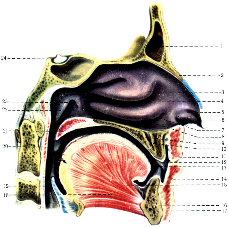 289. Полость носа (cavum nasi) левая половина. 1 - sinus frontalis; 2 - os nasale; 3 - concha nasalis media; 4 - meatus nasi medius; 5 - vestibulum nasi; 6 - apex nasi; 7 - concha nasalis inferior; 8 - meatus nasi inferior; 9 - palatum durum; 10 - canalis incisivus; 11 - labium superior; 12 - vestibulum oris; 13 - cavum oris proprium; 14 - labium inferius; 15 - lingua; 16 - mandibula; 17 - m. geniohyoideus; 18 - m. genioglossus; 19 - epiglottis; 20 - plica palatopharyngea; 21 - palatum molle; 22 - torus tubarius; 23 - ostium tubae auditivae; 24 - hypophysis