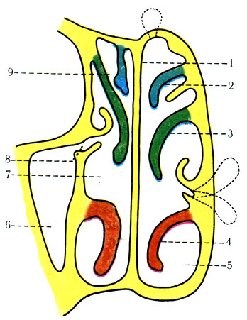 290. Полость носа во фронтальной плоскости; схема (по Peter). 1 - pars ossea septi nasi; 2 - concha nasalis superior; 3 - concha nasalis media; 4 - concha nasalis inferior; 5 - meatus nasi inferior; 6 - sinus maxillaris; 7 - meatus nasi medius; 8 - hiatus sinus maxillaris; 9 - meatus nasi superior