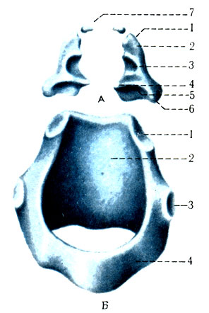 291. А. Черпаловидные и рожковидные хрящи (cartilagines arytenoideae et corniculatae). 1 - apex; 2 - colliculus; 3 - fovea triangularis; 4 - processus vocalis; 5 - fovea oblongata; 6 - processus muscularis; 7 - cartilagines corniculatae. Б. перстневидный хрящ (cartilago) 1 - fades articularis arytenofdea; 2 - lamina; 3 - fades articularis thyroidea; 4 - arcus