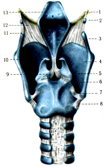 a gerinc hipertóniájának görbülete