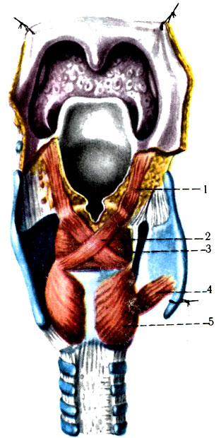 294. Мышцы гортани сзади. 1 - m. aryepiglotticus; 2 - m. arytenoideus obliquus; 3 - m. arytenoideus transversus; 4 - m. cricothyroideus; 5 - m. cricoarytenoideus posterior