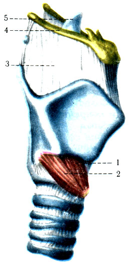 295. Мышцы гортани (по Р. Д. Синельникову). 1 - m. cricothyroideus (pars recta); 2 - m. cricothyroideus (pars obliqua); 3 - membrana thyrohyoidea; 4 - os hyoideum; 5 - epiglottis