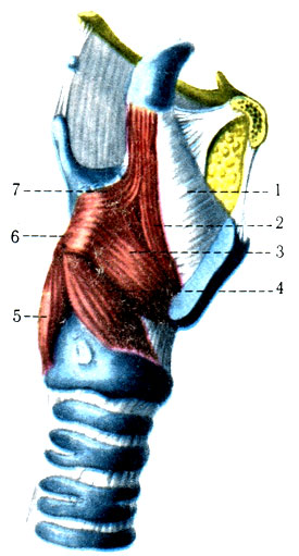 296. Мышцы гортани. Правая пластинка щитовидного хряща удалена. 1 - membrana quadrangularis; 2 - m. thyroepiglotticus; 3 - m. thyroarytenoideus; 4 - m. cricoarytenoideus lateralis; 5 - m. cricoarytenoideus posterior; 6 - processus muscularis; 7 - m. aryepiglotticus