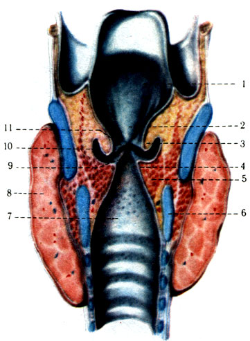 298. Гортань на фронтальном разрезе (по Р. Д. Синельникову). 1 - vestibulum laryngis; 2 - tuberculum epiglotticum; 3 - plica vestibularis; 4 - plica vocalis; 5 - m. thyroarytenoideus; 6 - cartilago cricoidea; 7 - cavum infraglotticum; 8 - gl. thyroidea; 9 - rima glottidis; 10 - ventriculus laryngis; 11 - rima vestibuli