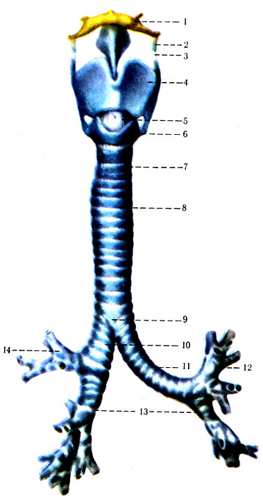 301. Гортань, трахея и бронхи. 1 - os hyoideum; 2 - cartilago txiticea; 3 - lig. thyrohyoideum; 4 - cartilago thyroidea; 5 - lig. cricothyroideum; 6 - cartilago cricoidea; 7 - cartilagines tracheales; 8 - ligg. anularia; 9 - bifurcatio tracheae; 10 - bronchus principalis dexter; 11 - bronchus principalis sinister; 12 - bronchus lobaris superior sinister; 13 - bronchis lobares inferiores; 14 - bronchus lobaris superior dexter