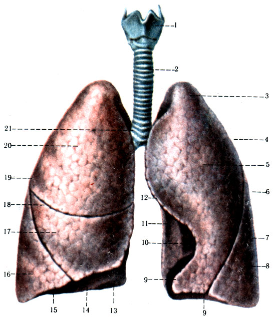 303. Гортань, трахея и легкие спереди. 1 - larynx; 2 - trachea; 3 - apex pulmonis; 4 - fades costalis; 5 - lobus superior; 6 - pulmo sinister; 7 - fissura obliqua; 8 - lobus inferior; 9 - basis pulmonis; 10 - Kngula pulmonis; 11 - impressio cardiaca; 12 - margo posterior; 13 - margo anterior; 14 - fades diaphragmatica; 15 - margo inferior; 16 - lobus inferior; 17 - lobus medius; 18 - fissura horizontalis; 19 - pulmo dexter; 20 - lobus superior; 21 - bifurcatio tracheae