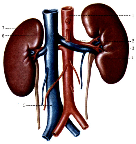 316. Почки с кровеносными сосудами (вид спереди). 1 - aorta abdominalis; 2 - a. renalis sinistra; 3 - v. renalis sinistra; 4 - ureter sinister; 5 - v. cava inferior; 6 - a. mesenterica superior; 7 - ren sinister