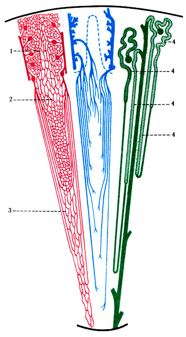 319. Схема распределения капилляров в корковом и мозговом веществе. 1 - капилляры коркового вещества; 2 - внешняя граница мозгового вещества; 3 - внутренняя граница мозгового вещества; 4 - нефроны