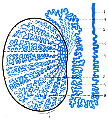 325. Схема взаимоотношения канальцев и выводящих протоков яичка и его придатка. 1 - ductus defferens; 2 - ductuli efferentes; 3 - epididimis; 4 - mediastinum testis; 5 - tubuli recti testis; 6 - septula testis; 7 - lobuli testis; 8 - tubuli contorti; 9 - tunica albuginea