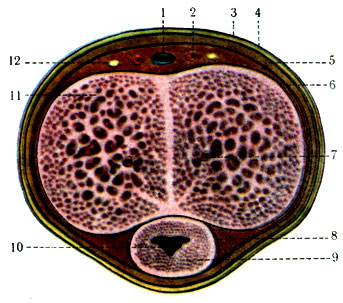 328. Поперечный разрез полового члена. 1 - v. dorsalis penis; 2 - a. dorsalis penis; 3 - cutis; 4 - tela subcutanea penis; 5 - f. penis; 6 - tunica albuginea penis; 7 - a. profunda penis; 8 - tunica albuginea corporis cavernosi urethrae; 9 - corpus cavernosum urethrae; 10 - urethra; 11 - corpus spongiosum penis; 12 - n. dorsalis penis