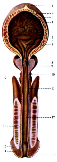 329. Продольный разрез мочеиспускательного канала и мочевого пузыря (по Кишш, Сентаготаи). 1 - vertex vesicae; 2 - tunica muscularis; 3 - tunica mucosa; 4 - tela submucosa; 5 - plica interureterica; 6 - ostium ureteris; 7 - trigonum vesicae; 8 - prostata; 9 - colliculus seminalis; 10 - pars membranacea urethrae; 11 - bulbus urethrae; 12 - pars cavernosa urethrae; 13 - ostium urethrae; 14 - corpus spongiosum glandis; 15 - fossa navicularis; 16 - corpus cavernosum penis; 17 - gl. bulbourethral