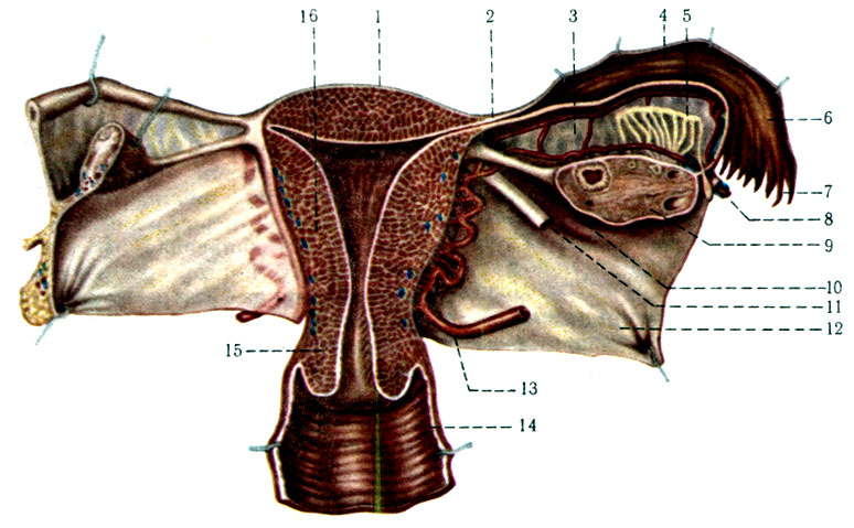 330. Матка (маточная труба), яичник и часть влагалища (вид сзади). 1 - fundus uteri; 2 - isthmus tubae uterinae; 3 - mesosalpinx; 4 - tuba uterina; 5 - epoophoron; 6 - ampulla tubae uterinae; 7 - fimbria tubae; 8 - lig. suspensorium ovarii с кровеносными сосудами; 9 - ovarium; 10 - lig. ovarii proprii; 11 - lig. teres uteri; 12 - lig. latum uteri; 13 - a. uterina; 14 - vagina; 15 - cervix uteri; 16 - corpus uteri