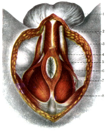 337. Мышцы мужской промежности (по Рауберу, Копшу). 1 - scrotum; 2 - m. bulbospongiosus; 3 - m. ischiocavernosus; 4 - diaphragma urogenitales; 5 - m. transversus perinei superficialis; 6 - m. sphincter ani externus; 7 - m. levator ani; 8 - m. gluteus maximus