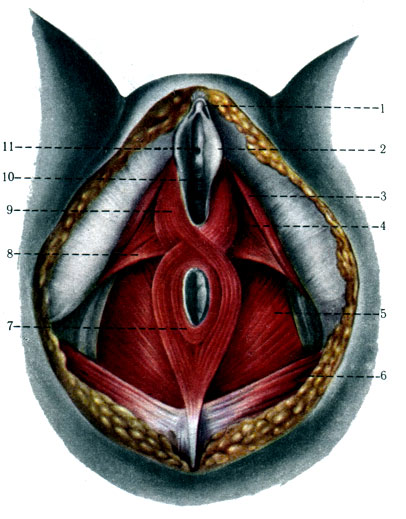 339. Мышцы женской промежности. 1 - glans clitoridis; 2 - labium minus pudendi; 3 - m. ischiocavernosus; 4 - m. transversus perinei profundus; 5 - m. levator ani; 6 - m. gluteus maximus; 7 - m. sphincter ani externus; 8 - m. transversus perinei superficialis; 9 - m. bulbospongiosus; 10 - vagina; 11 - orificium urethrae externum