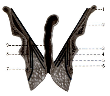 340. Схема строения фасции тазового дна на фронтальном разрезе. 1 - crista iliaca; 2 - f. iliaca; 3 - f. diaphragmatis pelvis superior; 4 - f. obturatoria; 5 - m. levator ani; 6 - f. diaphragmatis pelvis inferior; 7 - fossa ischiorectalis; 8 - m. obturatorius internus; 9 - rectum