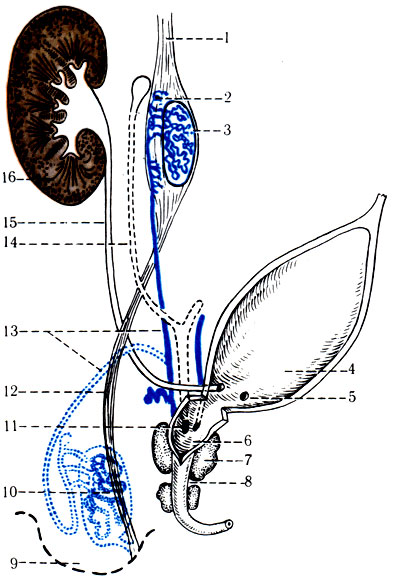 341. Схематическое изображение развивающейся мужской мочеполовой системы (по Hertig). 1 - диафрагмальная связка; 2 - придаток яичка; 3 - яичко до опускания в мошонку; 4 - мочевой пузырь; 5 - отверстия мочеточников; 6 - sinus prostaticus; 7 - предстательная железа; 8 - мочеиспускательный канал; 9 - мошонка; 10 - яичко после опускания; 11 - отверстие семяизвергательного протока; 12 - паховая связка; 13 - проток средней почки; 14 - мезонефральный проток; 15 - мочеточник; 16 - окончательная почка