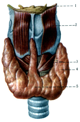 348. Щитовидная железа (по Р. Д. Синельникову). 1 - os hyoideum; 2 - m. thyrohyoideus; 3 - m. cricothyroideus; 4 - lobus sinister glan-dulae thyroideae; 5 - isthmus glandulae thyroideae