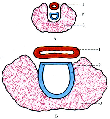 351. Схематическое изображение отношения щитовидной железы к трахее и пищеводу у новорожденного (А) и взрослого (Б). Поперечный срез на уровне перешейка щитовидной железы (по Андронеску). 1 - пищевод; 2 - трахея; 3 - щитовидная железа