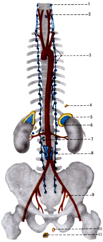 355. Распределение коркового и мозгового вещества надпочечников. Мозговая, т. е. хромаффинная, ткань окрашена в оранжевый цвет, корковая ткань - в голубой (по Conningham). 1 - параганглий; 2 - сонный гломус; 3 - параганглий симпатического ствола; 4 - дополнительное корковое тело; 5 - мозговое вещество надпочечника; 6 - кора надпочечника; 7 - хромаффинные тела брюшного симпатического сплетения; 8 - аортальный хромаффинный гломус; 9 - дополнительное корковое тело (около яичника); 10 - дополнительное корковое тело (около яичника); 11 - дополнительный надпочечник (около яичка)