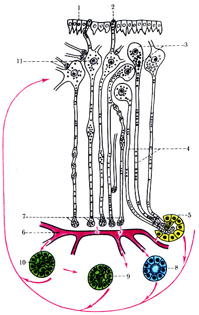 359. Схема гипоталамической нейросекреторной системы и связь ее с гипофизом (по Bargmann). 1 - эпендима, выстилающая дно III желудочка мозга; 2 - дендрит нейросекреторной клетки, выходящий через эпендиму и несущий гранулы нейросекрета; 3 - нейросекреторные клетки, лежащие в ядрах гипоталамической области; 4 - нейросекреторные клетки, аксоны которых достигают эпителиального органа средней доли гипофиза (5); 6 - кровеносные сосуды гипофиза; 7 - аксоны - сосудистые синапсы, через которые гормоны гипофиза проникают в кровь и разносятся по всему организму, например, действуют на почку (8), железы (9), переднюю долю гипофиза (10), ядра гипоталамуса (11)