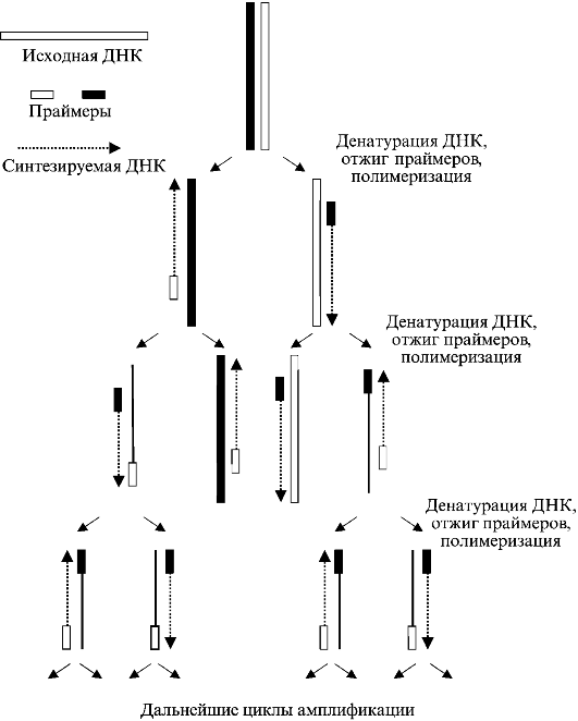 the isolation of pyrimidines from the nucleic acid