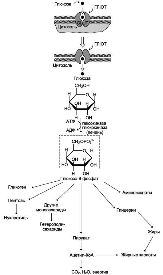 метаболизм глюкозо 6 фосфата
