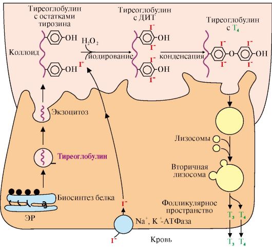 Книга: Молекулярные механизмы гормональной регуляции