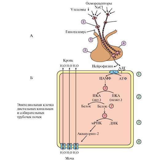 Книга: Молекулярные механизмы гормональной регуляции