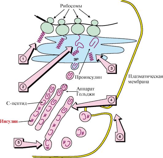 Реферат: Эндокринология (молекулярные механизмы секреции инсулина и его действия на клетки)