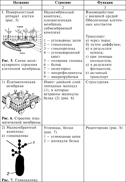 Строение клеток эукариот. Немембранные органеллы