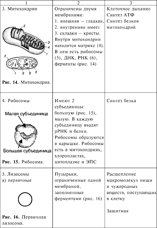 Органоиды клетки и их функции презентация 9 класс пономарева