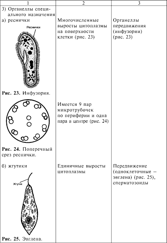 Клетка – основа жизни на земле