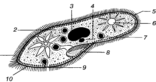 Брюхоресничная инфузория стилонихия (Stylonychia, Hypotricha)