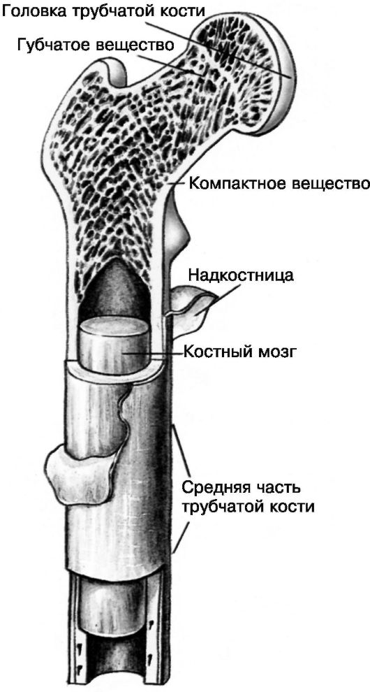 Гистологическое строение трубчатой кости