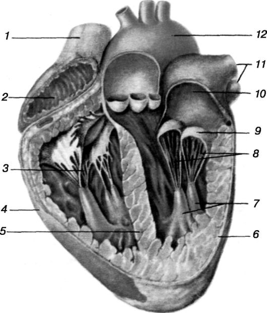 Поперечный разрез сердца рисунок