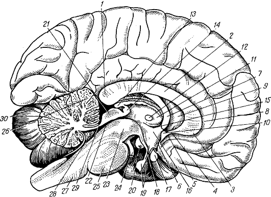 Общий план строения мозга в сагиттальном разрезе