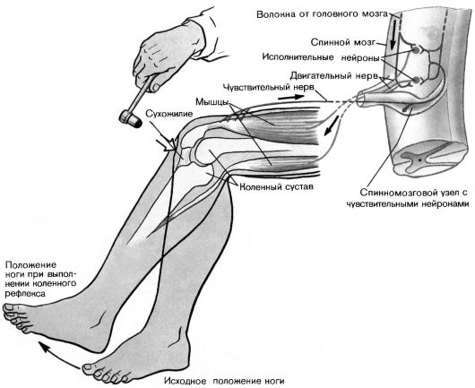 Коленный рефлекс — Википедия