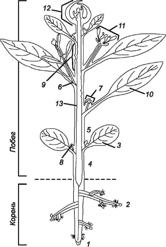 Вегетативные органы растений. Корень, стебель — что это, определение и ответ